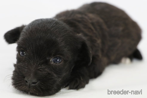 成約済の神奈川県のミックス犬-308957の3枚目